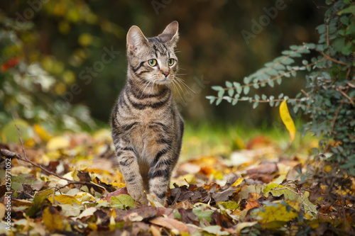Junge Katze im Herbstlaub