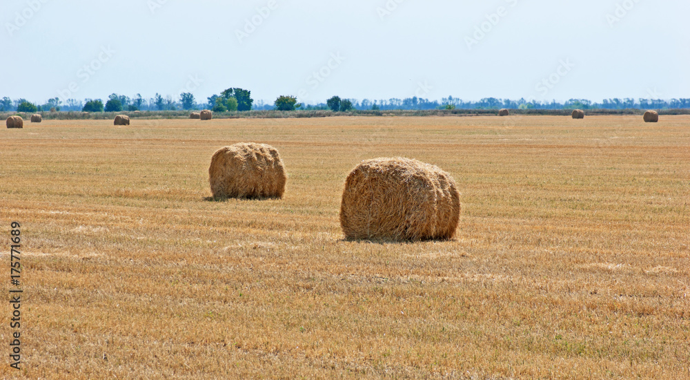 stacks of straw on sloping wheat field