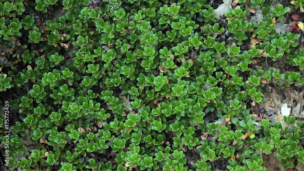 Planta con hojas de Gayuba Arctostaphylos uva-ursi Planta con hojas de Gayuba Arctostaphylos uva-ursi