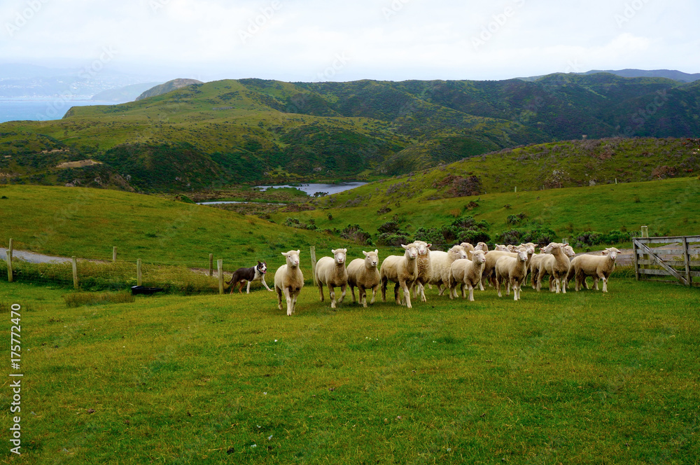dog herding sheep near Wellington, New Zealand