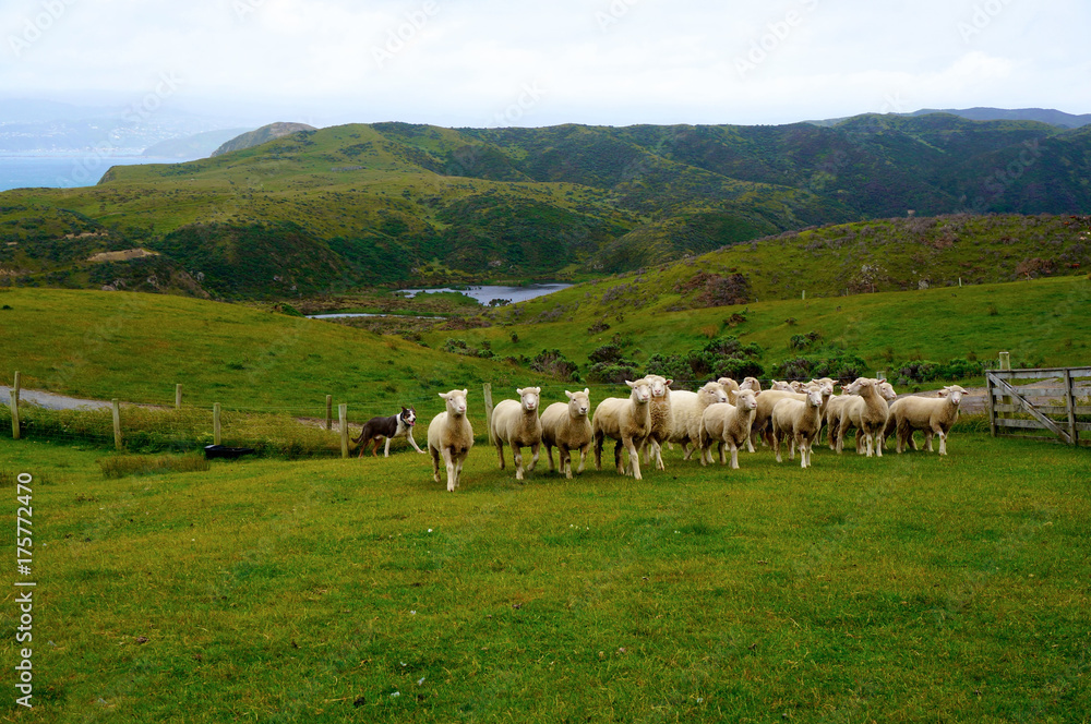dog herding sheep near Wellington, New Zealand dog herding sheep near Wellington, New Zealand