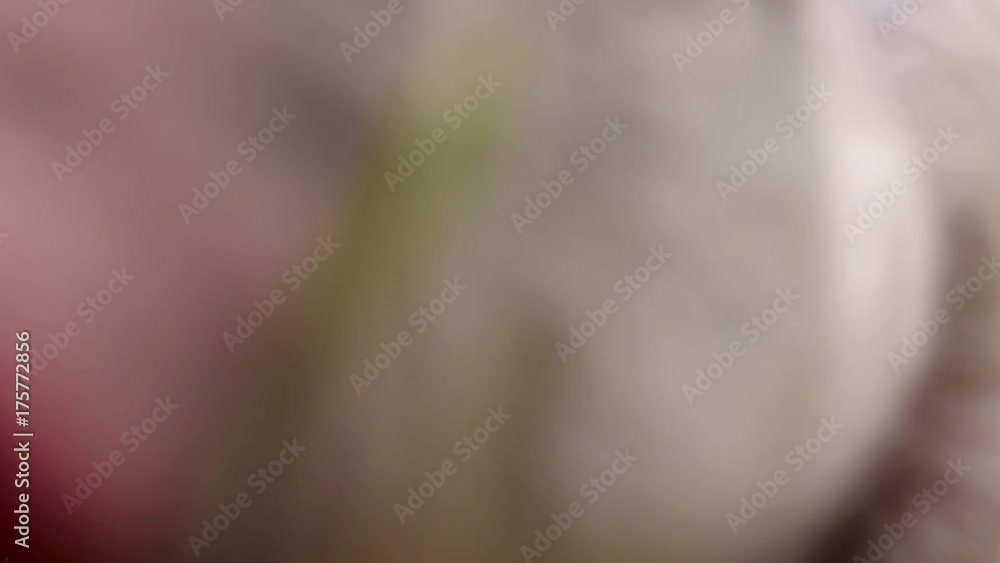 Funny cute little piglets at an animal farm. Little piglets household. Lovely pets.