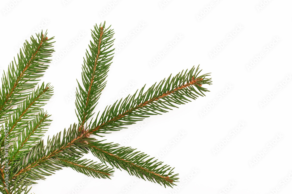 Fir branch isolated on white