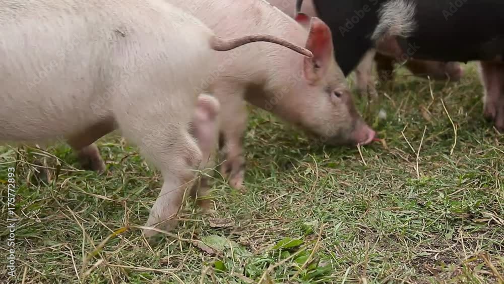 Funny cute little piglets at an animal farm. Little piglets household. Lovely pets. Funny cute little piglets at an animal farm. Little piglets household. Lovely pets.
