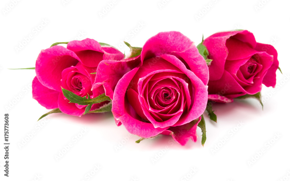pink rose flower head isolated on white background cutout pink rose flower head isolated on white background cutout