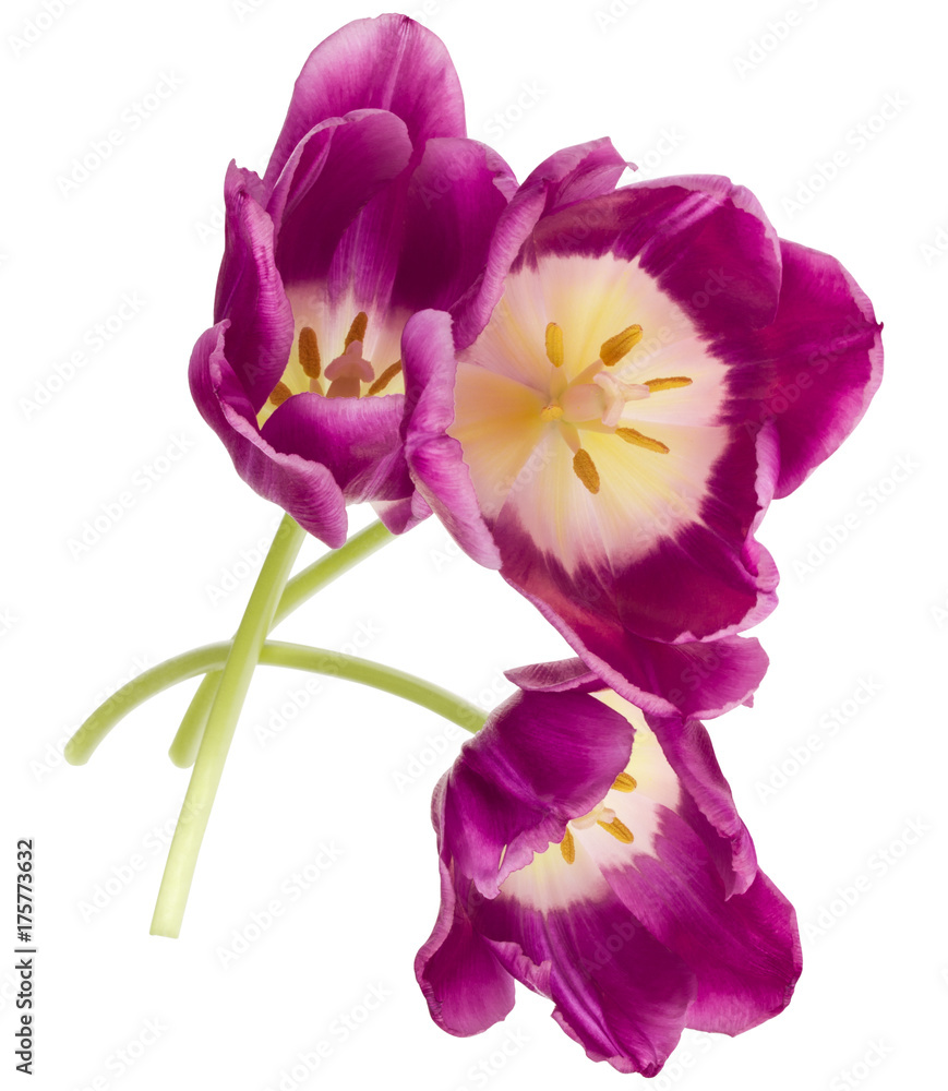 Fototapeta premium Three lilac tulip flowers isolated on white background cutout