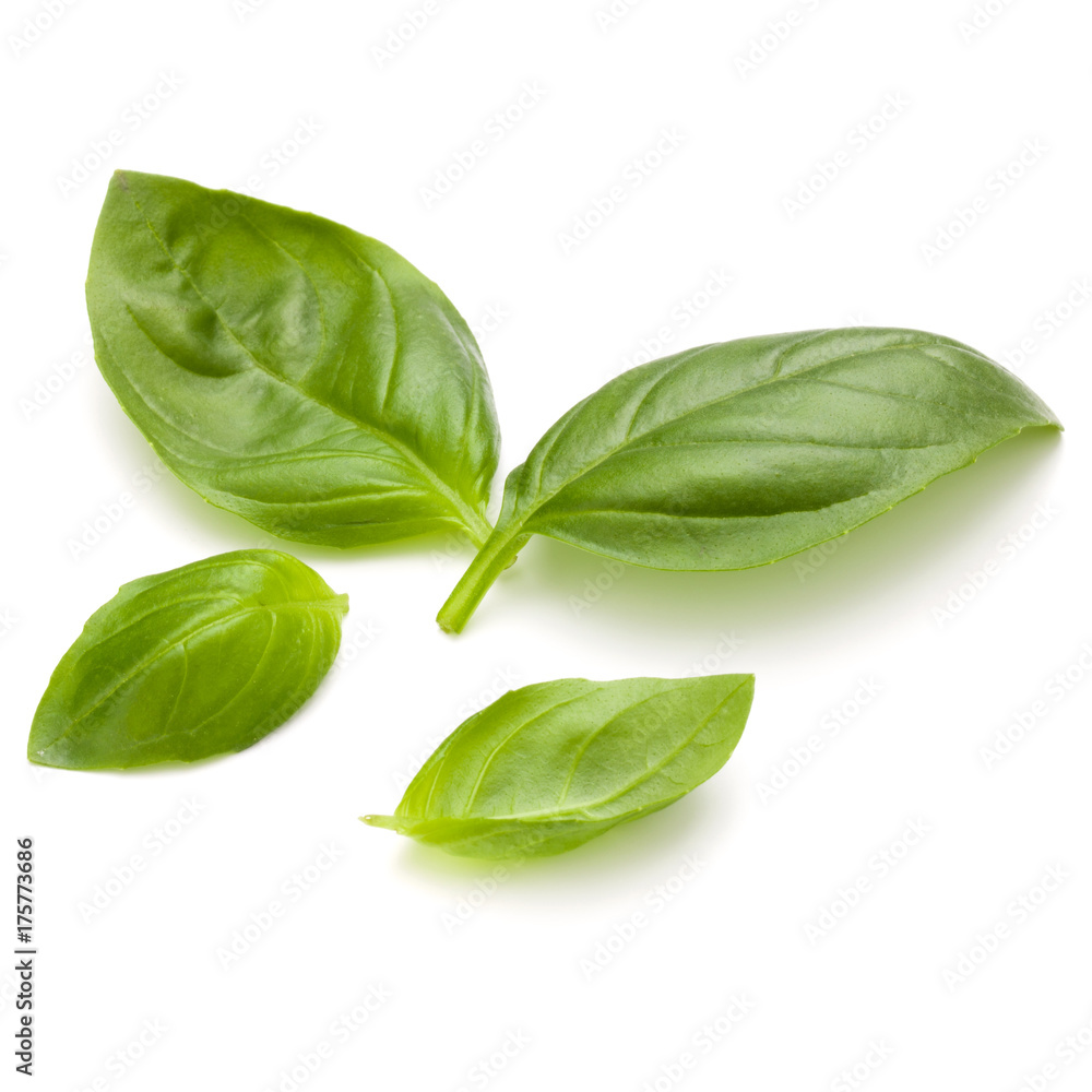 Sweet basil herb leaves handful isolated on white background closeup Sweet basil herb leaves handful isolated on white background closeup