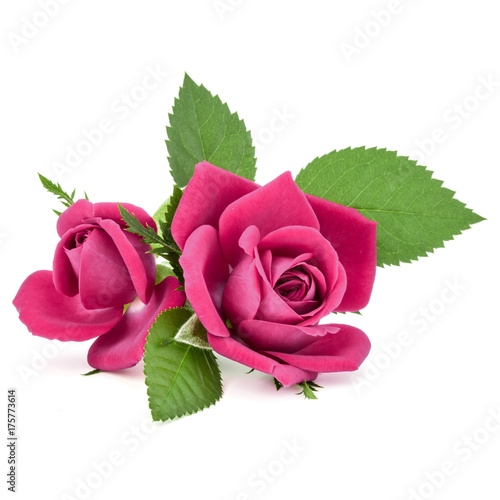 pink  rose flower bouquet isolated on white background cutout photo