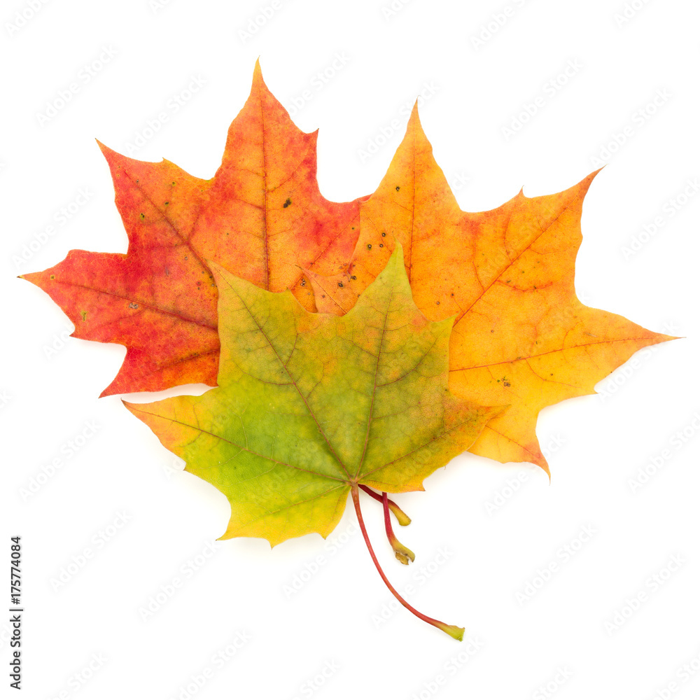 colorful autumn maple leaf isolated on white background colorful autumn maple leaf isolated on white background
