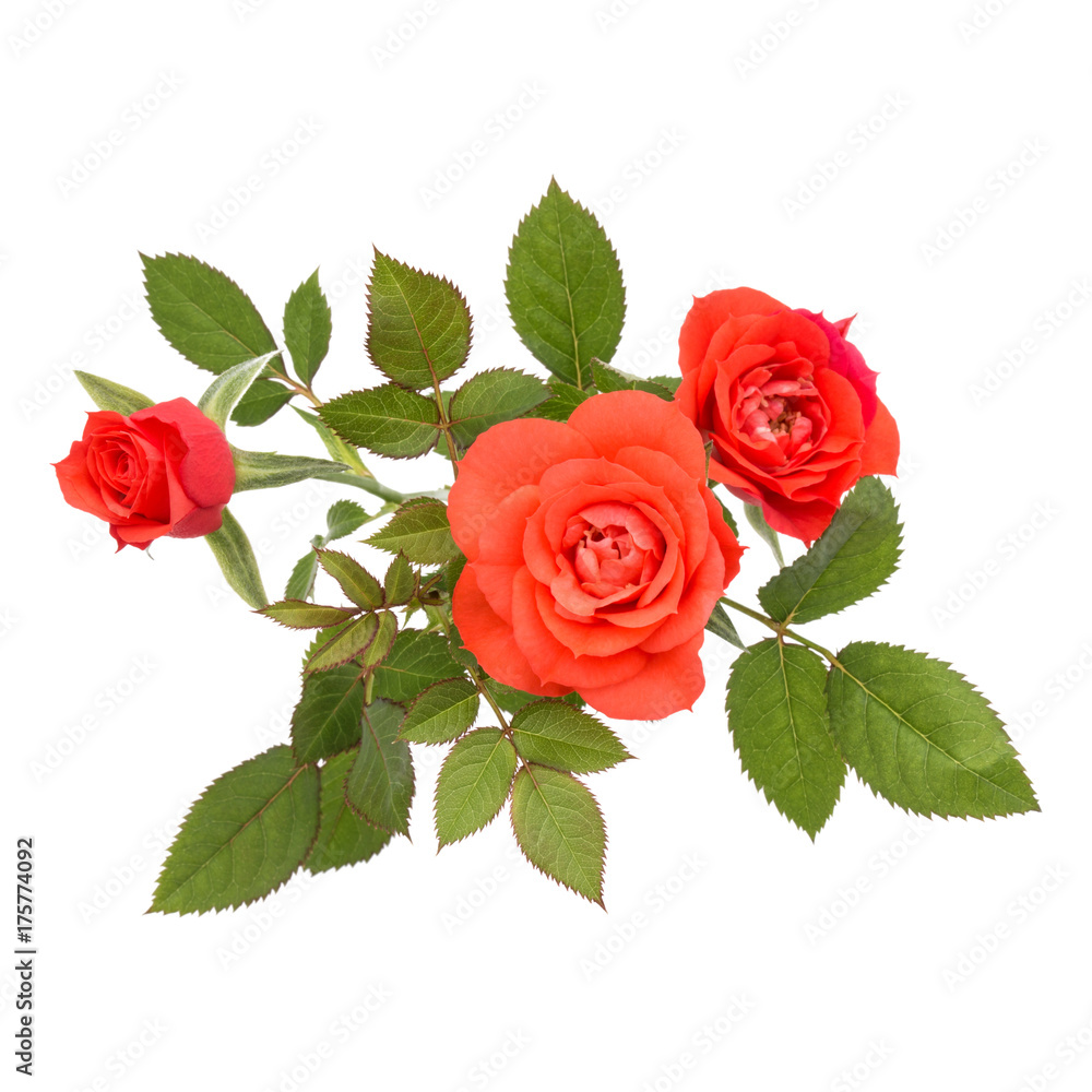 Fototapeta premium orange rose flower bouquet with green leaves isolated on white background cutout