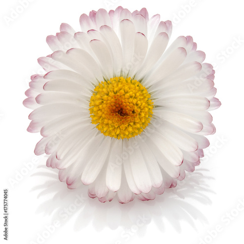 Beautiful single daisy flower isolated on white background cutout