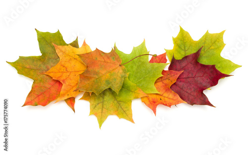 Wallpaper Mural colorful autumn maple leaf isolated on white background Torontodigital.ca