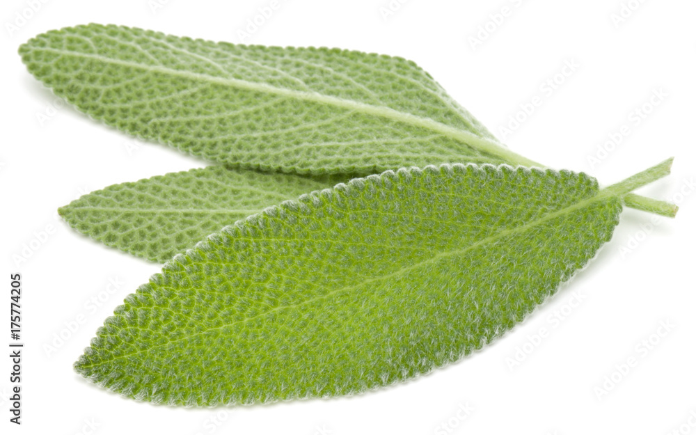 Fototapeta premium Sage leaves isolated on white background cutout.