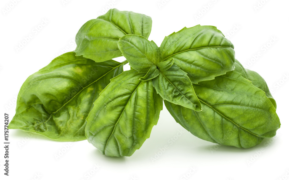 Close up studio shot of fresh green basil herb leaves isolated on white background. Sweet Genovese basil. Close up studio shot of fresh green basil herb leaves isolated on white background. Sweet Genovese basil.