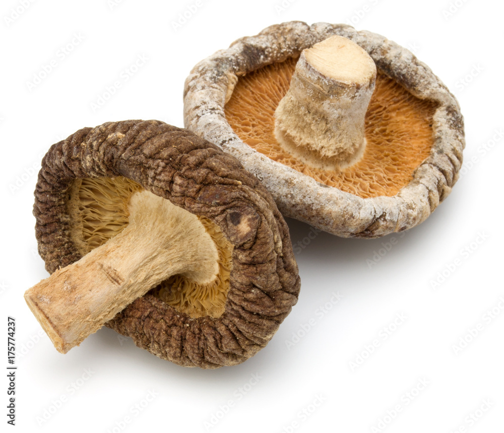 Dried Shiitake Mushroom isolated on white background Dried Shiitake Mushroom isolated on white background