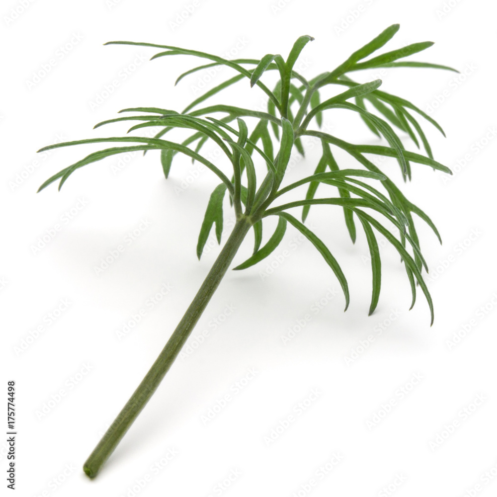 Obraz premium Close up shot of branch of fresh green dill herb leaves isolated on white background
