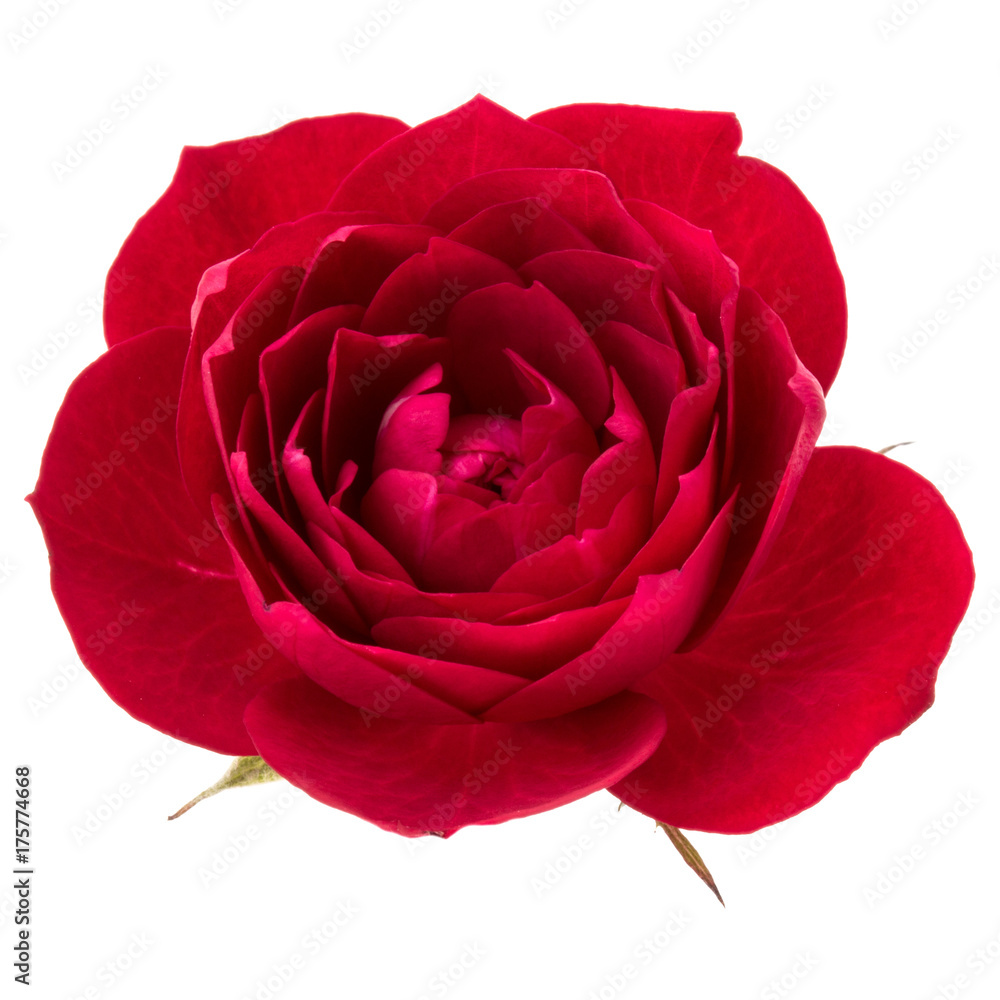 one red rose flower head isolated on white background cutout one red rose flower head isolated on white background cutout