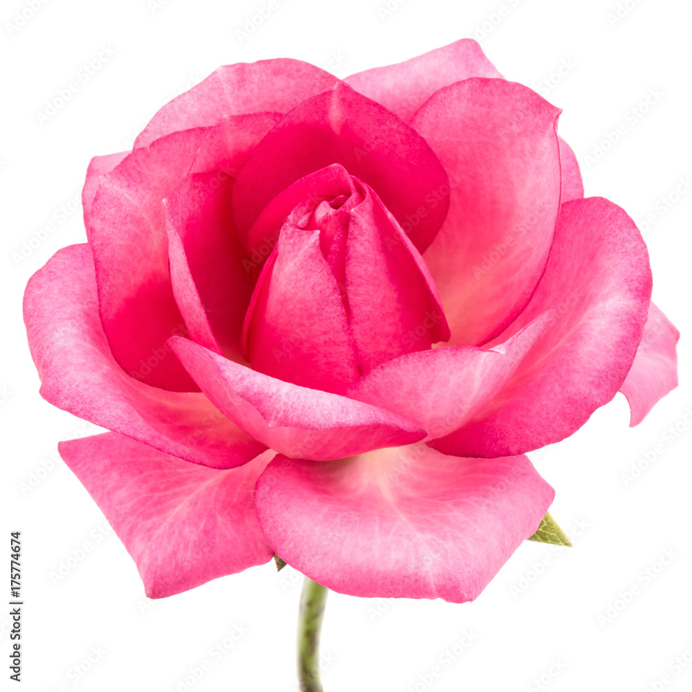 one pink rose flower isolated on white background cutout one pink rose flower isolated on white background cutout