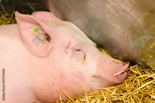 Pink pig with tattooed ear identification mark and RFID ear tag as required by UK law photo