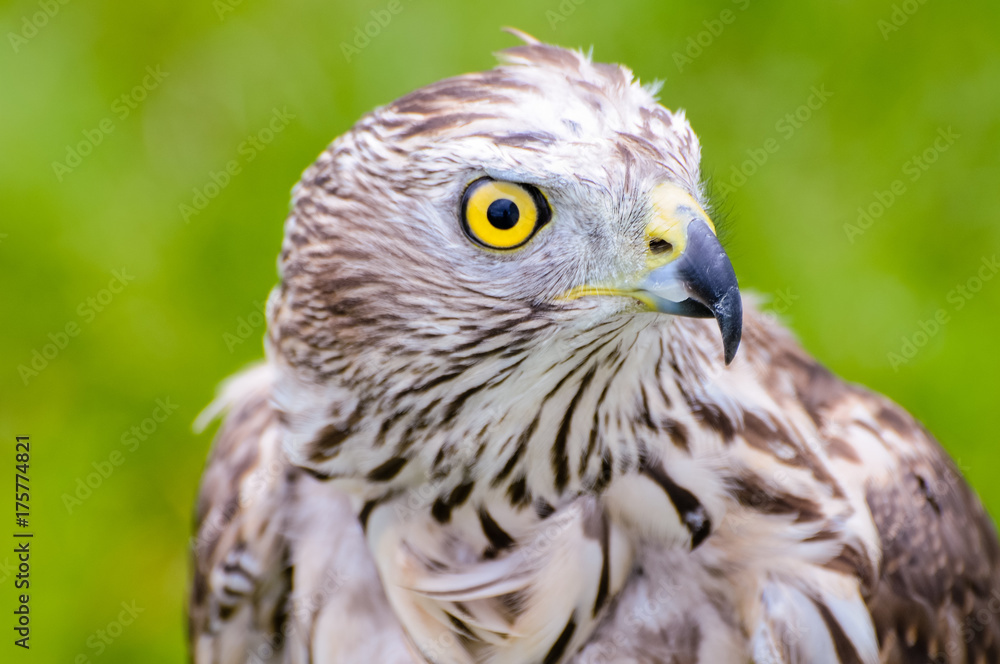 Accipiter gentilis, Northern Goshawk Accipiter gentilis, Northern Goshawk