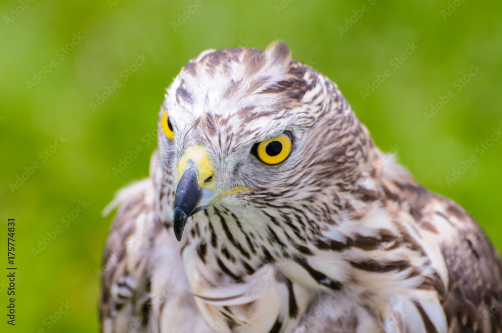 Obraz premium Accipiter gentilis, Northern Goshawk
