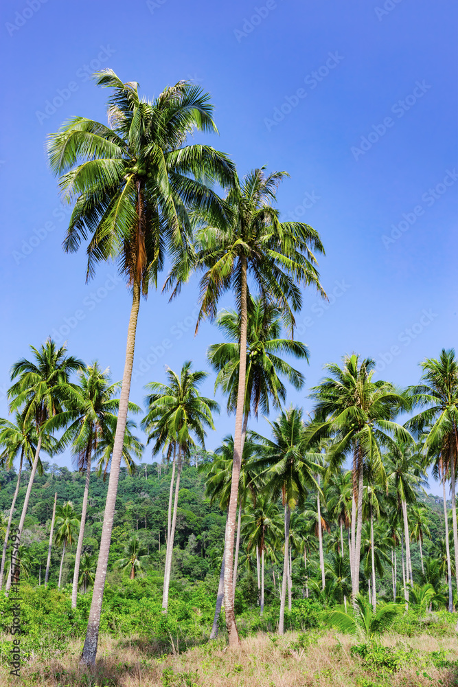 Palm grove