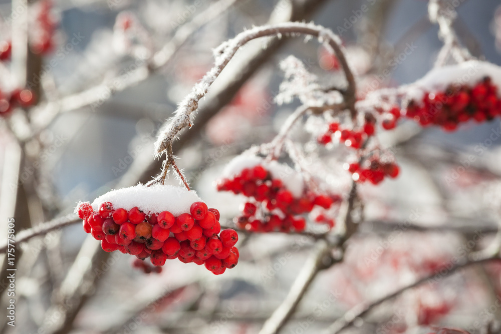 Rowan berries covered in snow at winter Rowan berries covered in snow at winter