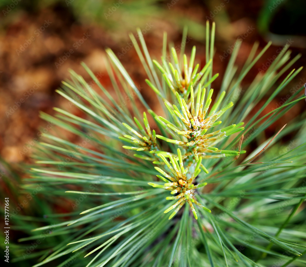 Close up of new green needles on the young pine tree. Selective focus. Close up of new green needles on the young pine tree. Selective focus.