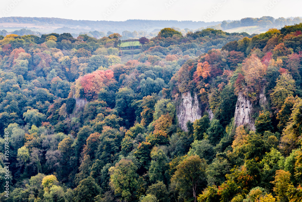 Fototapeta premium Vividly colored autumn trees in a forest