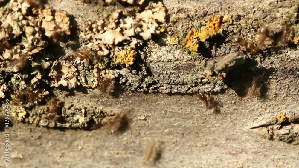 Ants on tree bark in garden. Many ants are moving up and down and meeting each other Ants on tree bark in garden. Many ants are moving up and down and meeting each other