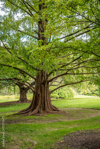 Trees in the Forest 