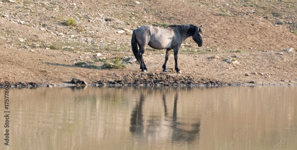 Fototapeta premium Silver Gray Grulla wild horse stallion reflecting at the waterhole in the Pryor Mountains Wild Horse Range on the Wyoming Montana state border - United States