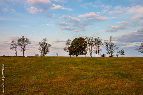 Trees on the horizon 