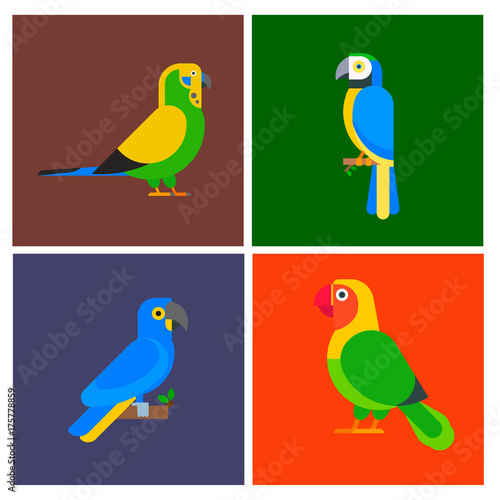 Parrots birds breed species animal flayer brochure nature tropical parakeets education colorful pet vector illustration