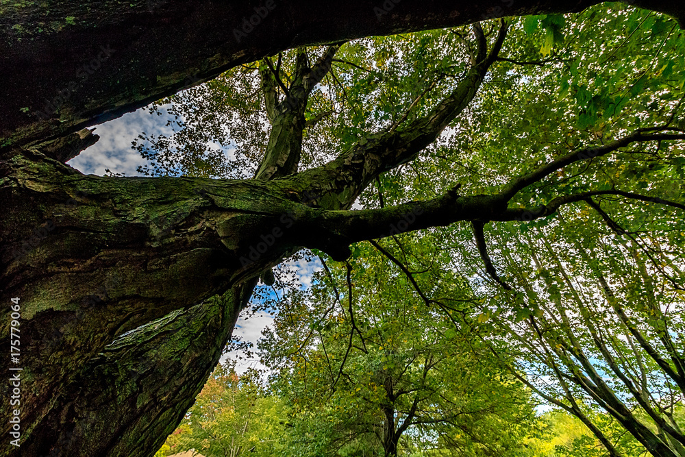 Obraz premium Moss on tree