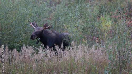 Grand Teton Moose