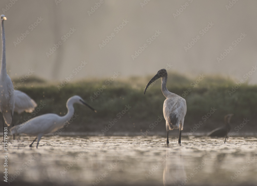 Naklejka premium Black headed ibis