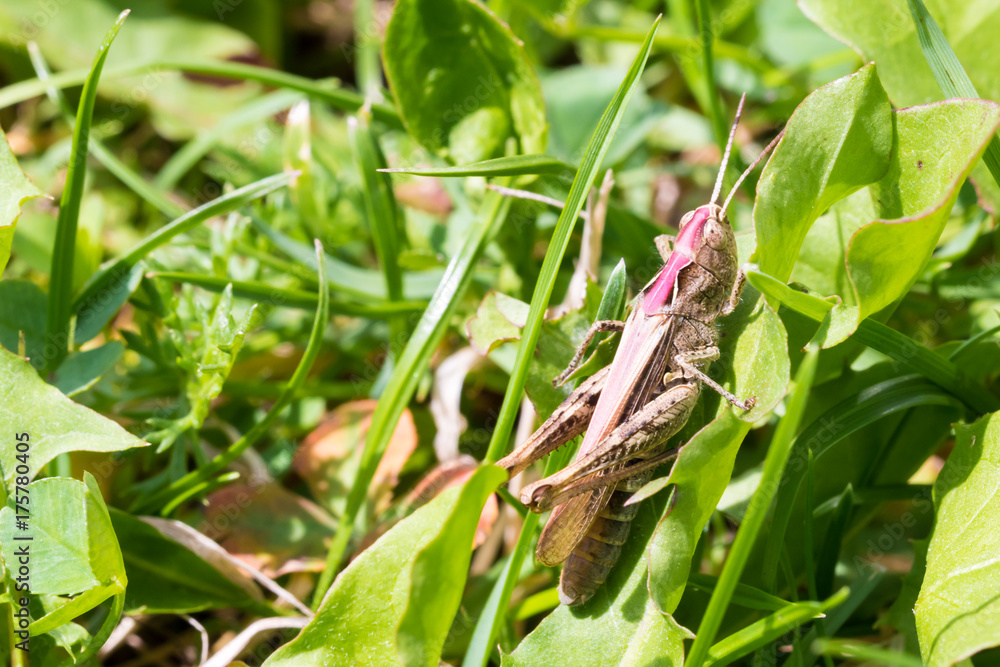 Macro shot of big brown grasshopper Macro shot of big brown grasshopper