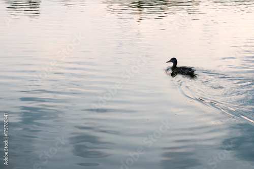 Duck swimming on water