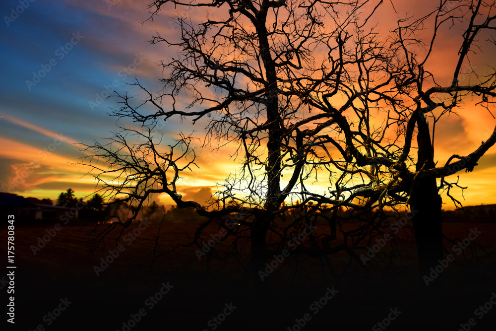 Dead tree under dramatic evening sunset sky