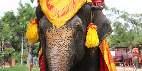 Photography head of elephant with traditional dressing