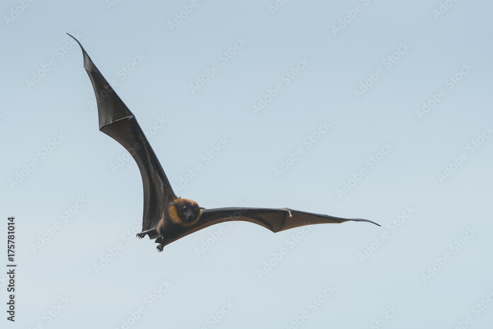 Fototapeta premium Bat flying on blue sky (Lyle's flying fox)