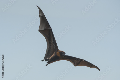Bat flying on blue sky (Lyle's flying fox) © chamnan phanthong