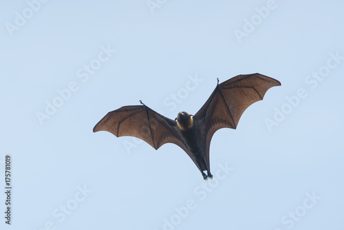 Bat flying on blue sky (Lyle's flying fox)