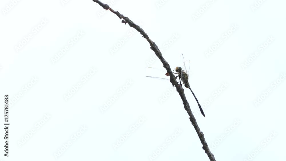 Dragonfly on the branch, 4k Dragonfly on the branch, 4k
