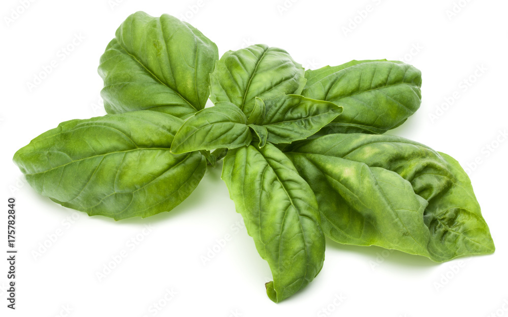 Close up studio shot of fresh green basil herb leaves isolated on white background. Sweet Genovese basil. Close up studio shot of fresh green basil herb leaves isolated on white background. Sweet Genovese basil.
