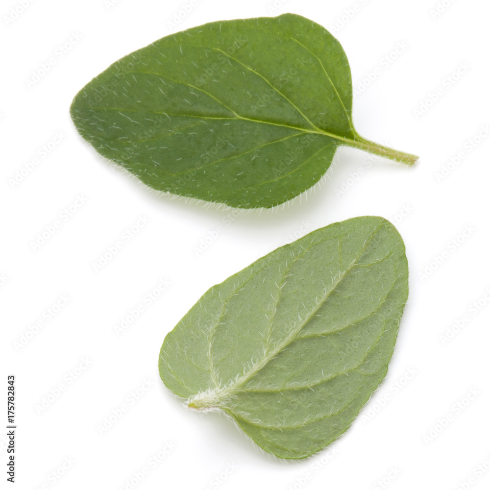 Fototapeta premium Oregano or marjoram leaves isolated on white background cutout