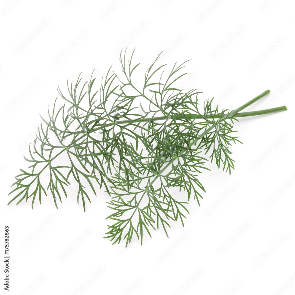 Close up shot of branch of fresh green dill herb leaves isolated on white background