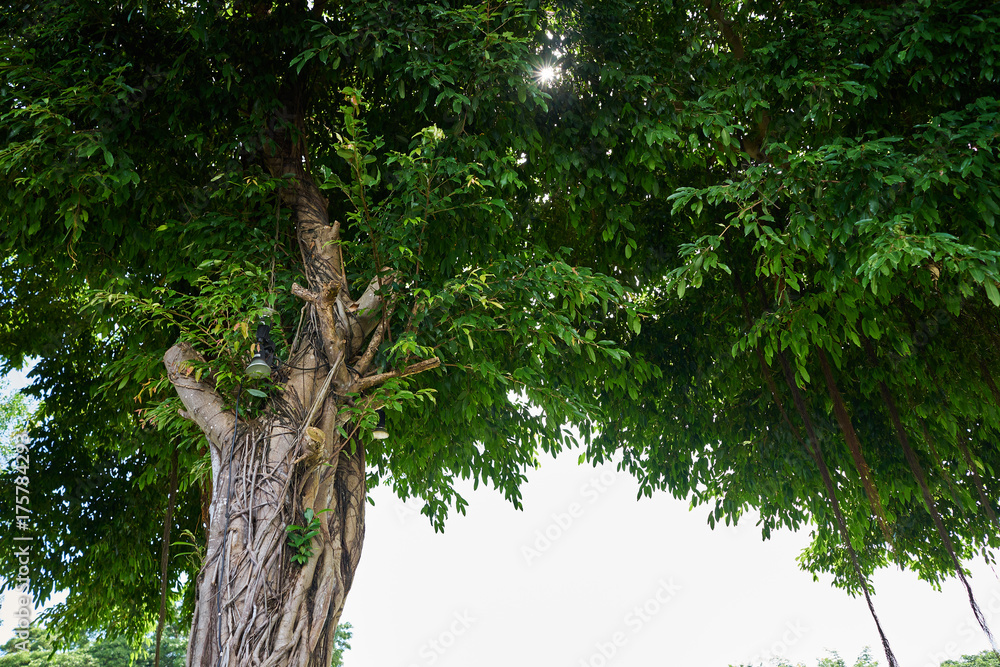 Fototapeta premium The Banyan tree that is rich with lush green leaves