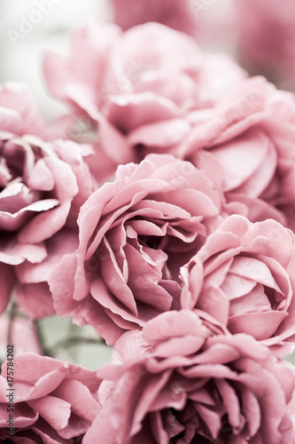 Détails roses colorés, beaux et délicats